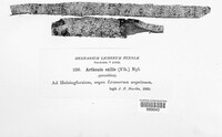 Image of Arthonia exilis